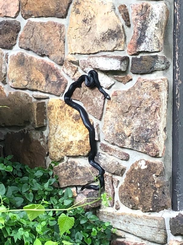 Black snake climbing a home exterior